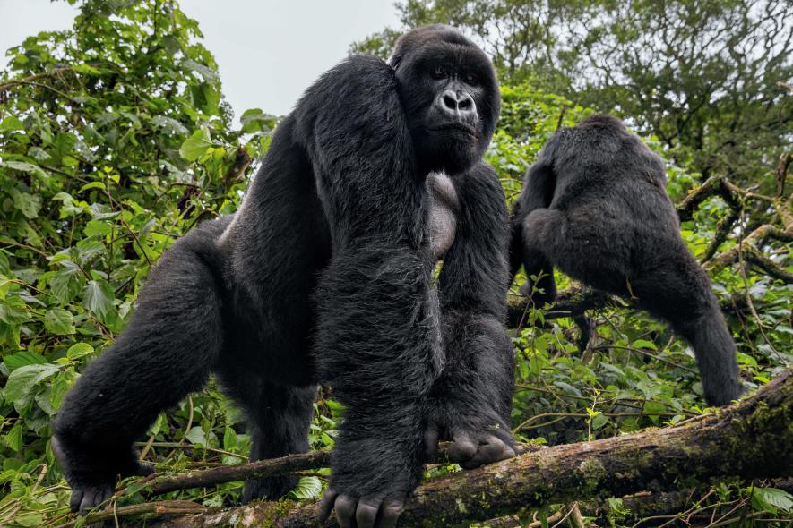 You are currently viewing Experience Beyond Gorillas