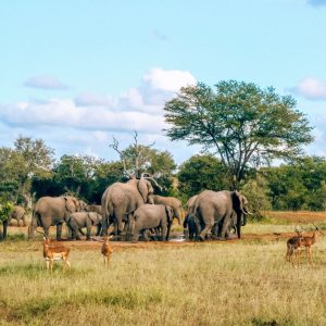 Read more about the article 6 Day Gorilla and Game Safari 