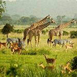 Game Drive Safaris in Uganda