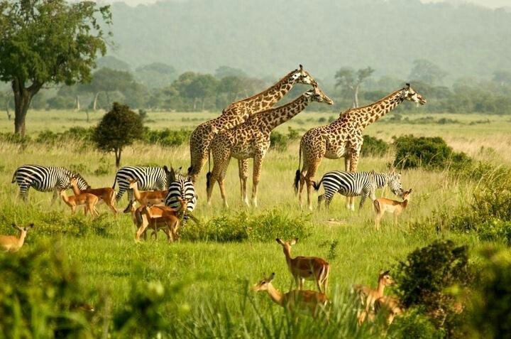 You are currently viewing Game Drive Safaris in Uganda