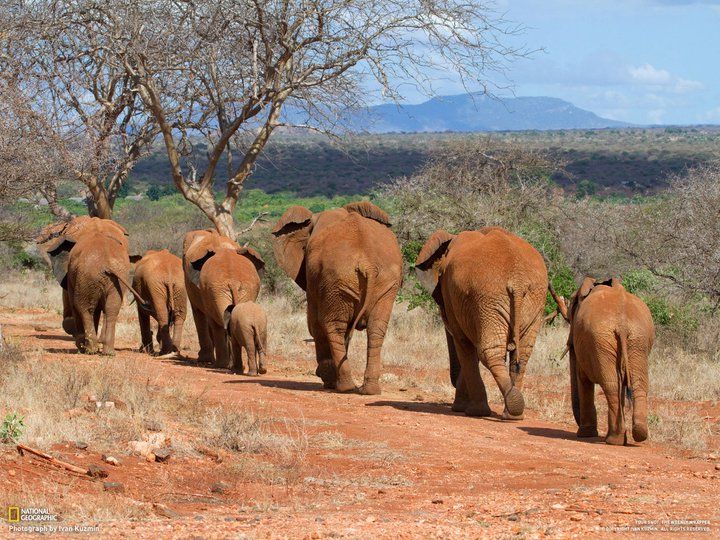 You are currently viewing 10 Best National Parks in Kenya