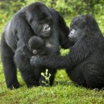 How Many Gorillas Are in Uganda?