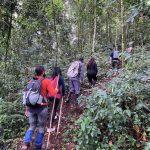 Walking Safari in Rwanda: Step into the Wild on Foot