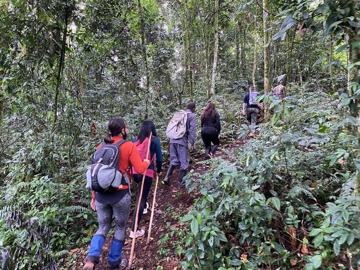 Read more about the article Walking Safari in Rwanda: Step into the Wild on Foot
