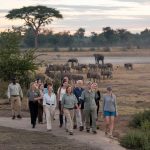 Walking Safaris in Uganda: Experience the Wild on Foot