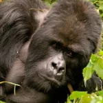 Solo Travel Experience in Rwanda.