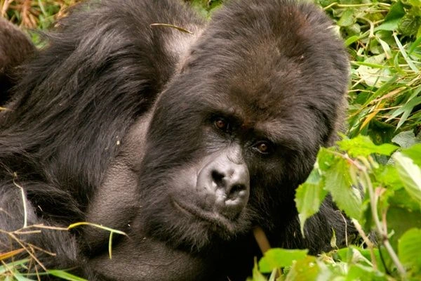 You are currently viewing Solo Travel Experience in Rwanda.