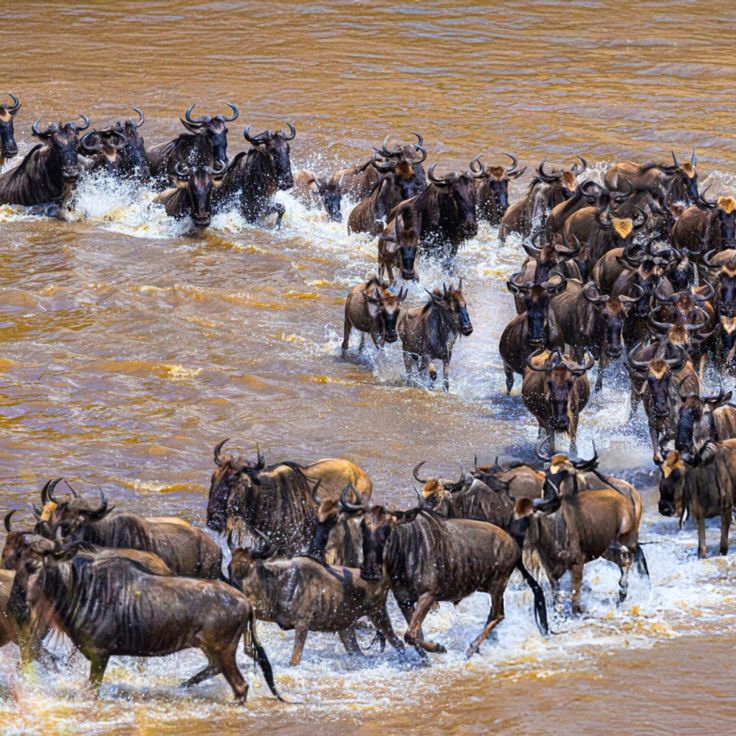 You are currently viewing A Wildebeest River Crossing in the Serengeti 