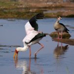Bird Watching Experiences in Uganda