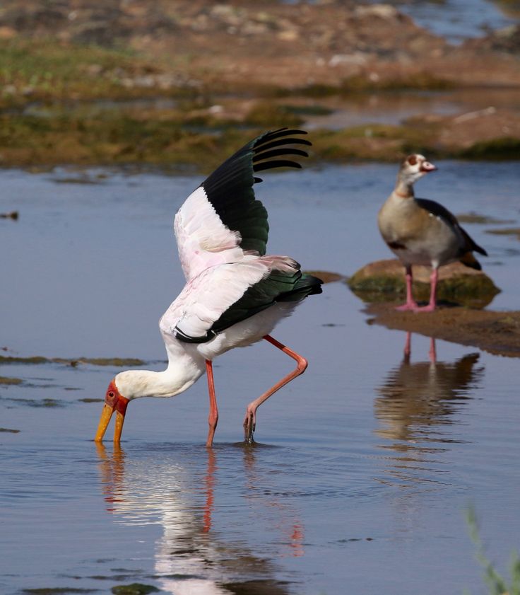 Read more about the article Bird Watching Experiences in Uganda