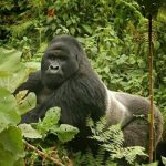 Gorilla Trekking Day Experience