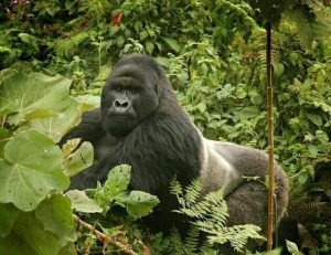Read more about the article Gorilla Trekking Day Experience