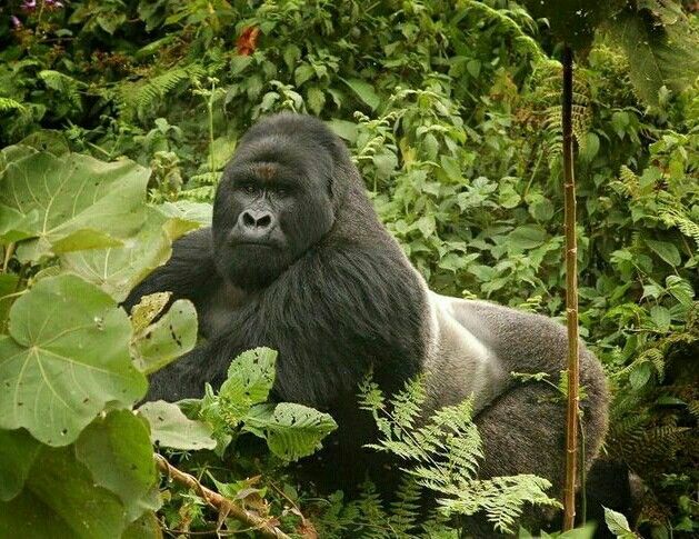 You are currently viewing Gorilla Trekking Day Experience