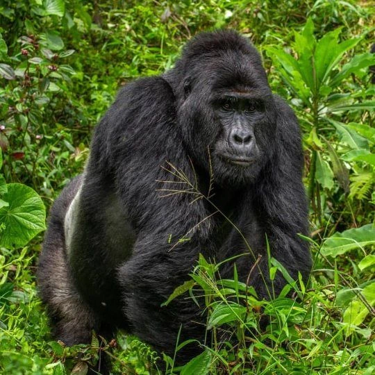 You are currently viewing Combining Uganda Gorilla and Chimpanzee trekking.