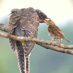 Combined Birding and Gorilla Trekking Experience in Uganda