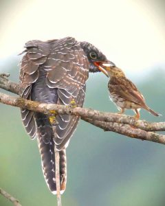 Read more about the article Combined Birding and Gorilla Trekking Experience in Uganda