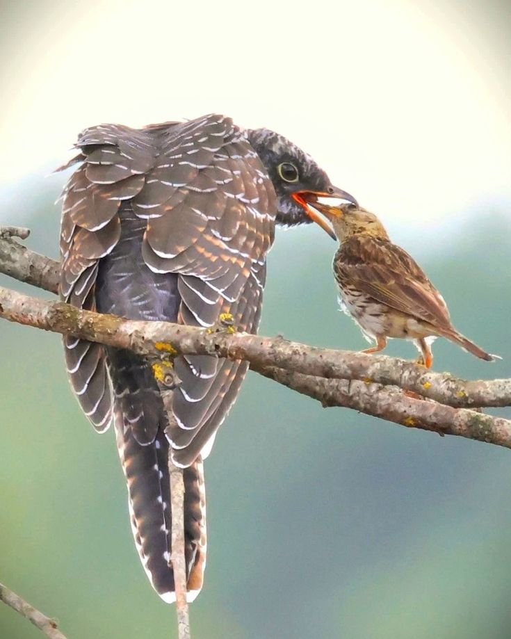 You are currently viewing Combined Birding and Gorilla Trekking Experience in Uganda
