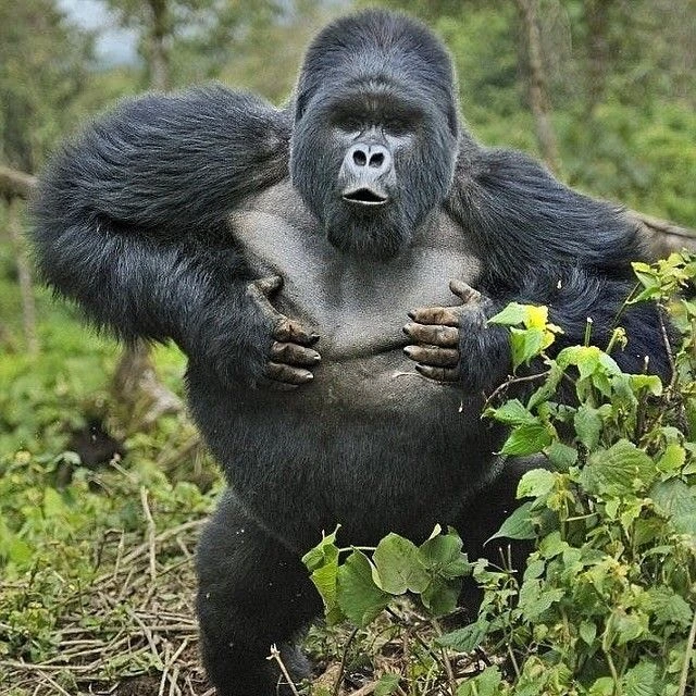 Read more about the article Is Gorilla Trekking in Bwindi Impenetrable Forest Difficult?