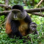 4 Day Gorillas and Golden Monkey Safari 