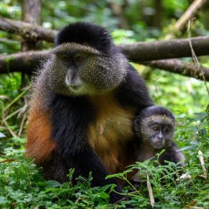 Read more about the article 4 Day Gorillas and Golden Monkey Safari 