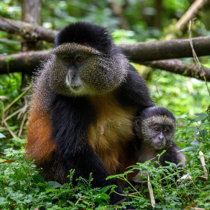 You are currently viewing 4 Day Gorillas and Golden Monkey Safari 