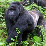 Volcanoes National Park Gorilla Trekking Compared to other parks