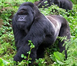 Read more about the article Volcanoes National Park Gorilla Trekking Compared to other parks