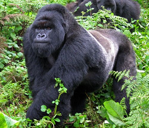 You are currently viewing Volcanoes National Park Gorilla Trekking Compared to other parks