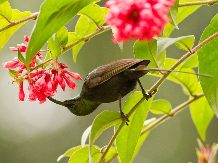 You are currently viewing Birdwatching Hotspots in Rwanda 