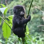 Uganda Safety for Safari 