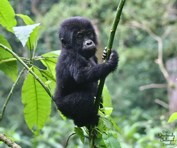 Uganda Safety for Safari 