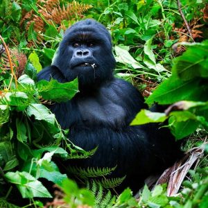 Read more about the article Volcano Hiking and Nature Walks in Mgahinga Gorilla National Park