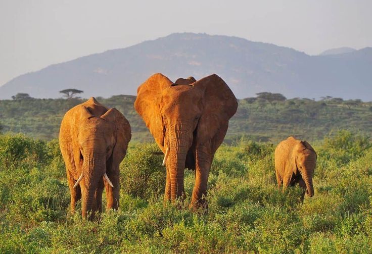 You are currently viewing Guide to Samburu National Reserve