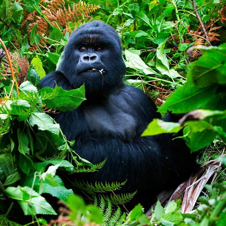 You are currently viewing Volcano Hiking and Nature Walks in Mgahinga Gorilla National Park