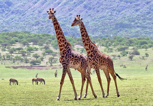 You are currently viewing Ngorongoro Conservation Area