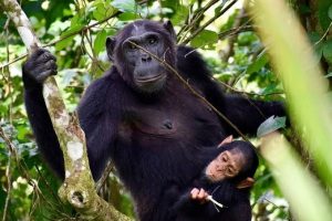 Read more about the article Chimpanzee Trekking in Gombe and Mahale Mountains