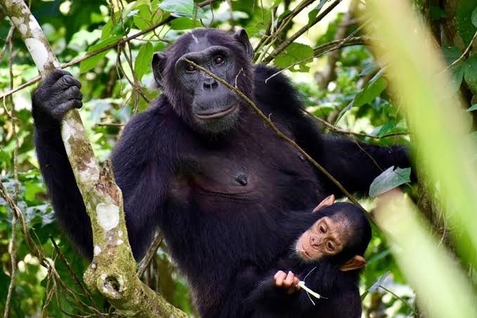 You are currently viewing Chimpanzee Trekking in Gombe and Mahale Mountains