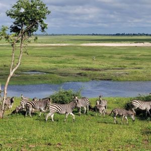 Read more about the article A Guide to Chobe National Park Safari