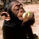 Chimpanzee Trekking in Kanyanchu 