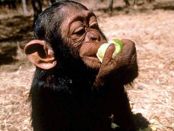 Chimpanzee Trekking in Kanyanchu 