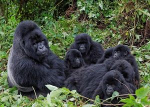 Read more about the article Top National Parks and Reserves to Visit in Uganda