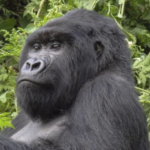 Read more about the article FAQs About Rwanda Gorilla Trekking