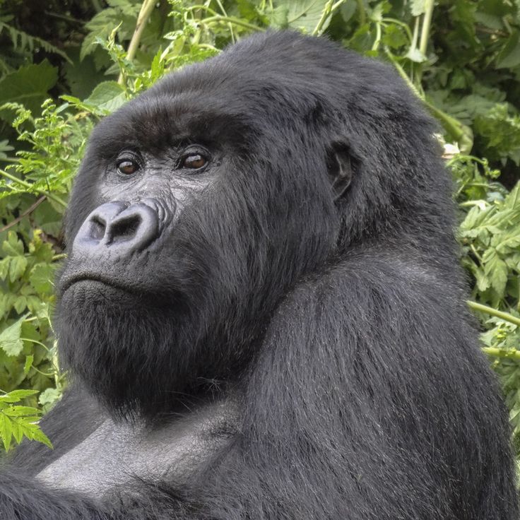 You are currently viewing FAQs About Rwanda Gorilla Trekking