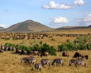 Read more about the article Bucket List Things to Do in the Masai Mara