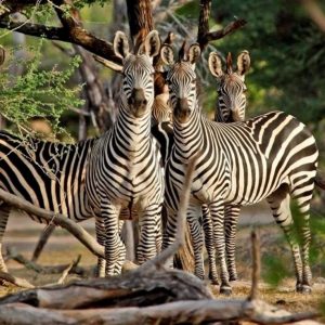 Read more about the article Top Masai Mara Conservancies