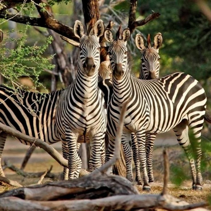 You are currently viewing Top Masai Mara Conservancies