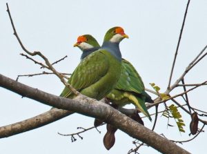 Read more about the article Bird Watching in Queen Elizabeth National Park