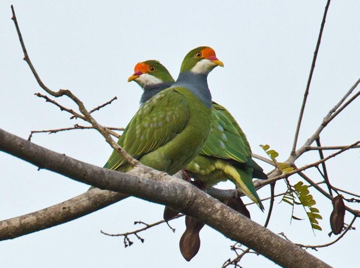 You are currently viewing Bird Watching in Queen Elizabeth National Park