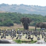 Uganda Travel Advice