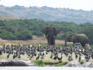Read more about the article Uganda Travel Advice
